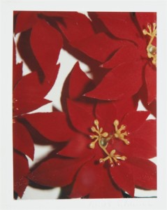 ANDY WARHOL (1928-1987)  Poinsettias  unique polaroid print  4¼ x 3 3/8 in. (10.8 x 8.6 cm.)  Executed in 1982. 
